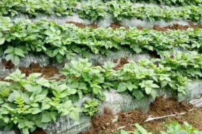 地膜土豆与胡萝卜套种技巧,地膜土豆适宜播种期为4月上中旬