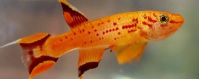 黄金火焰鳉鱼好不好养，饲养难度不大