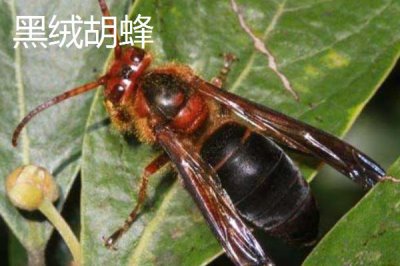 杀人蜂是什么蜂,实际上是多种剧毒蜂类的俗称