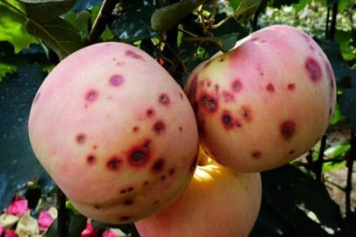 科学施用钾肥的注意事项,钾肥应早施