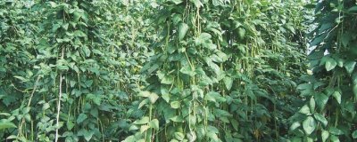 豇豆的田间管理技术,初生叶出现时应查苗补苗