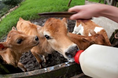 断奶犊牛怎么饲养，保持适温并定期消毒