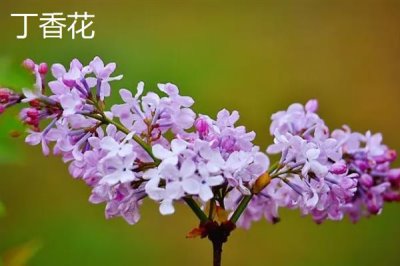 紫色花卉的花语，不同花卉的花语不同