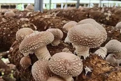 香菇的品种,常见以下9种