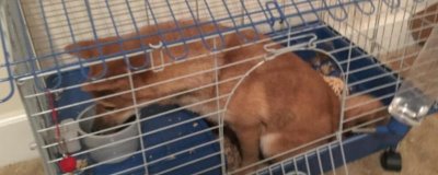 为什么要给狗狗笼内训练,有利于排尿、定量进餐等