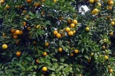 橙子树的种植管理注意事项，及时整剪树形可多结果