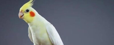 玄凤鹦鹉换毛期喂什么食物,富含蛋白质、维生素的食物是适宜选择