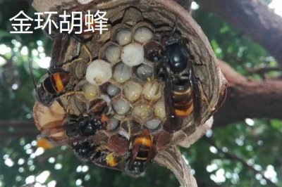 金环胡蜂是什么蜂，是体型最大的胡蜂