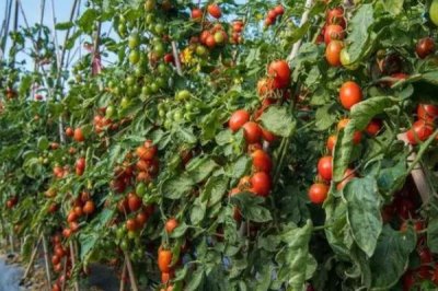 番茄的种植方法,苗期不可追肥