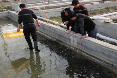 水蛭的产地在哪，主要产自山东的微山湖