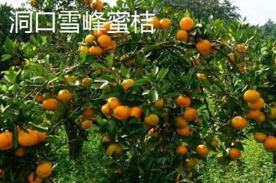 湖南省洞口县的特产，有酱腌菜、枞菌、雪峰蜜桔等