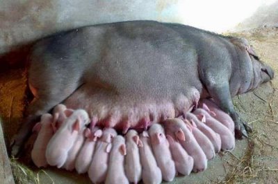 母猪产仔后不吃食怎么处理,首先一定要改变日粮的配方