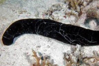 玉足海参的相关介绍,属于海参科、海参属里面的中型品种