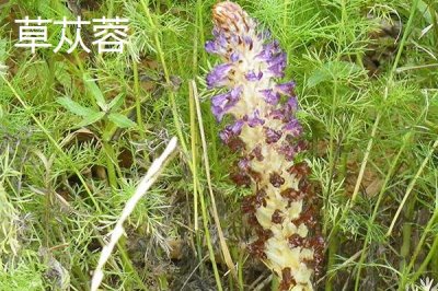 肉苁蓉的品种,包括草苁蓉、管花肉苁蓉、盐生肉苁蓉等种类