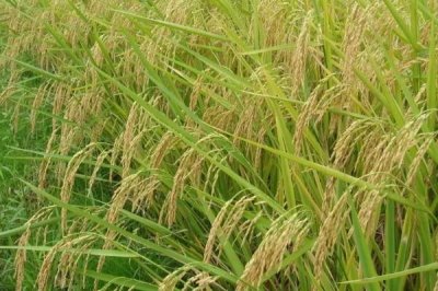 浙大锌稻水稻品种的特性,每亩有效穗21.2万