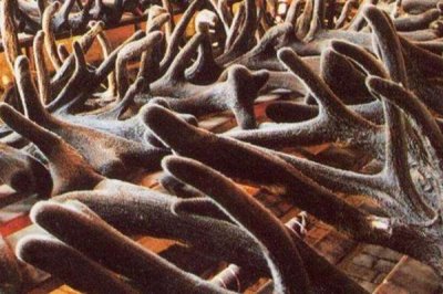 提高鹿茸产量的方法，生长期要饲喂充足且有营养的饲料