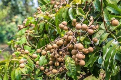 如何防治龙眼卷叶蛾,发现病枝病果要立即剪除