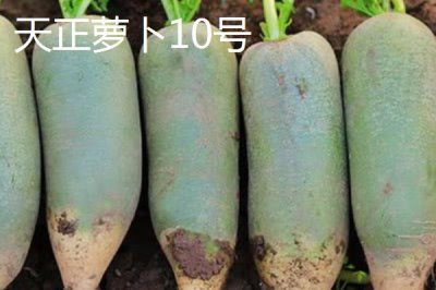 水果萝卜品种,吃起来口感更像是水果