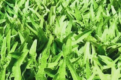 油麦菜的种植时间,一年四季可大棚种植