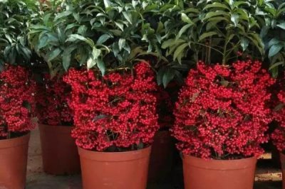 富贵子的管理技术,每年春季4-5月间换盆1次