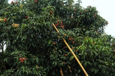 荔枝的施肥时间,分为基肥、促花肥、壮果肥