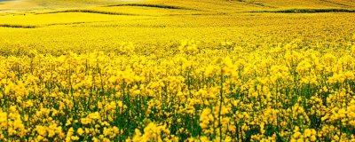 养殖油菜花的注意事项,一般在9-11月份左右种植