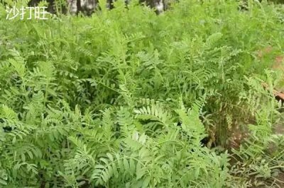 养羊种植哪些牧草，常见的有黑麦草、墨西哥玉米草等