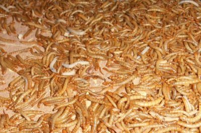 黄粉虫养殖项目是不是骗局，具有风险但选择正确的合作对象就可以盈利