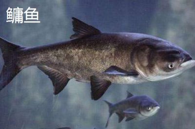 统爆鲢鳙介绍,可作为野钓鲢鳙的主攻饵