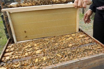 盗蜂的处理方法,需及时处理