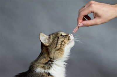 猫咪突然扭头转圈的原因,可能是中耳炎导致的