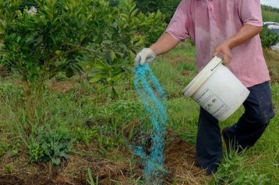 橙子树什么时候修剪，在生长期、结果期以及收获后都可修剪