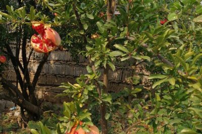 如何防治石榴干腐病，及时套袋可减轻发病