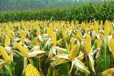 高产的玉米种子品种有哪些,常见的有中科玉505、登海605等