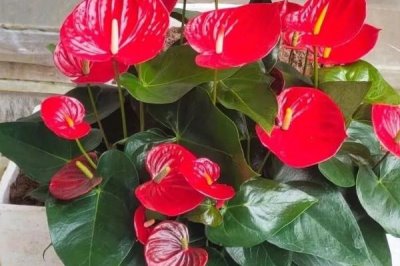 红掌的养殖方法，生长旺期适当添加腐熟肥