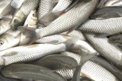 草鱼鱼苗的亩投放量，一般可投放600尾左右