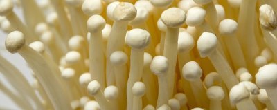 种植金针菇的前景,市场需求大前景可观