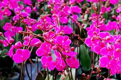 蝴蝶兰的养殖方法,用弱酸性土种植为宜