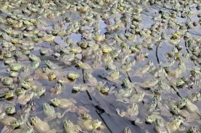 牛蛙的养殖技术,选择水源充足、水质良好的地方建造池塘