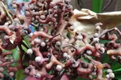 农村常见野果,荆棘丛中常见羊奶果