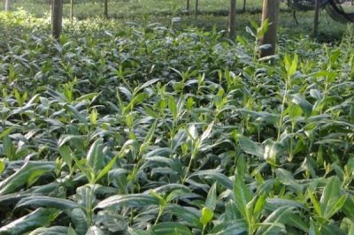 哪里卖草珊瑚种子,种子店和花木市场一般会有售卖