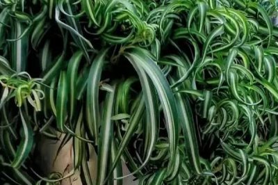 吊兰如何快速繁殖，一般采用扦插繁殖