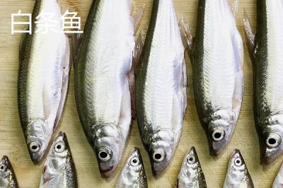 白条鱼和红翅子鱼的区别,白条鱼的体背为青灰色、红翅子鱼背部呈黑灰色