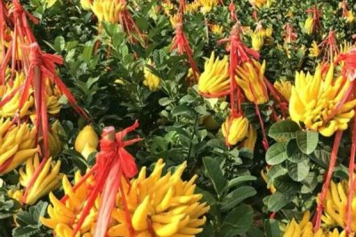 佛手的栽培要点,可以选择种子繁殖、扦插繁殖或压条繁殖