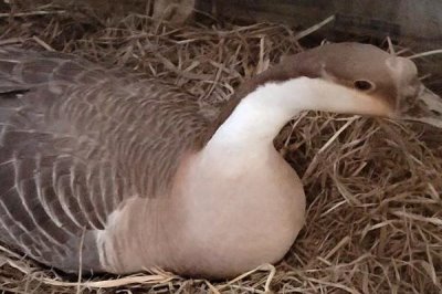 鹅趴窝不下蛋的原因,可能是母鹅太肥或过瘦等导致