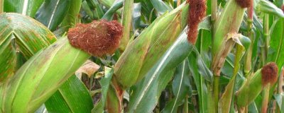 MN2101玉米种简介，中抗大斑病（5MR）