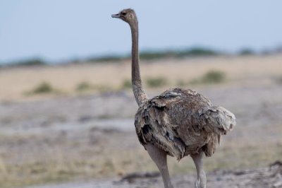 怎么治疗鸵鸟不吃食,一定要及时更换饲料