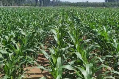 B1791玉米种子简介，中等肥力以上地块栽培