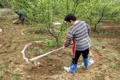 果树卷叶的原因，主要是缺少营养导致