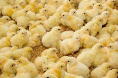 鸡苗多大能散养，1-2个月左右即可